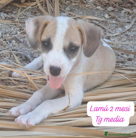Meticcio cani a Provincia di Brescia - Annuncio 12