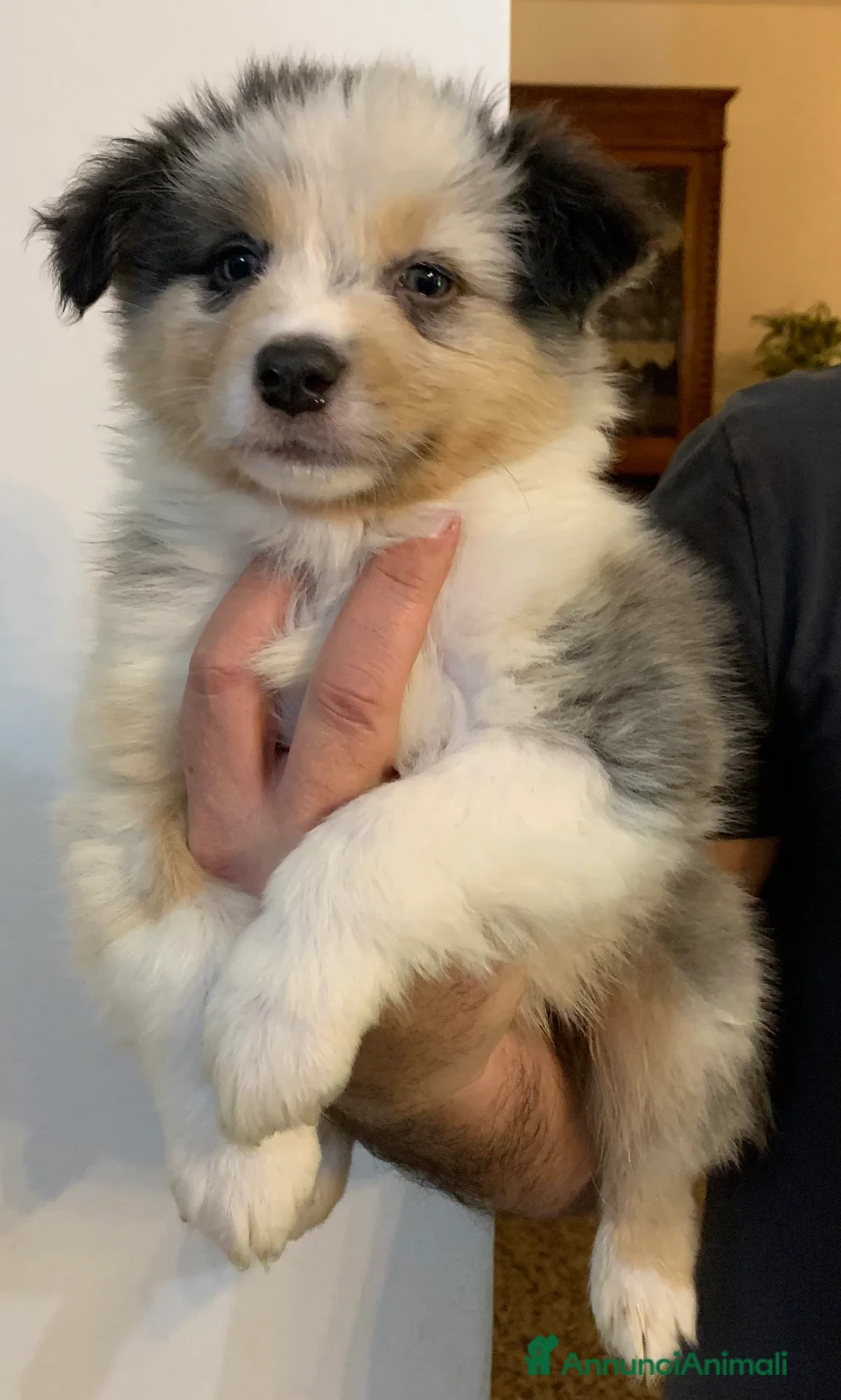 Australian Shepherd cani in vendita: Cuccioli di Pastore Australiano - Annuncio 6