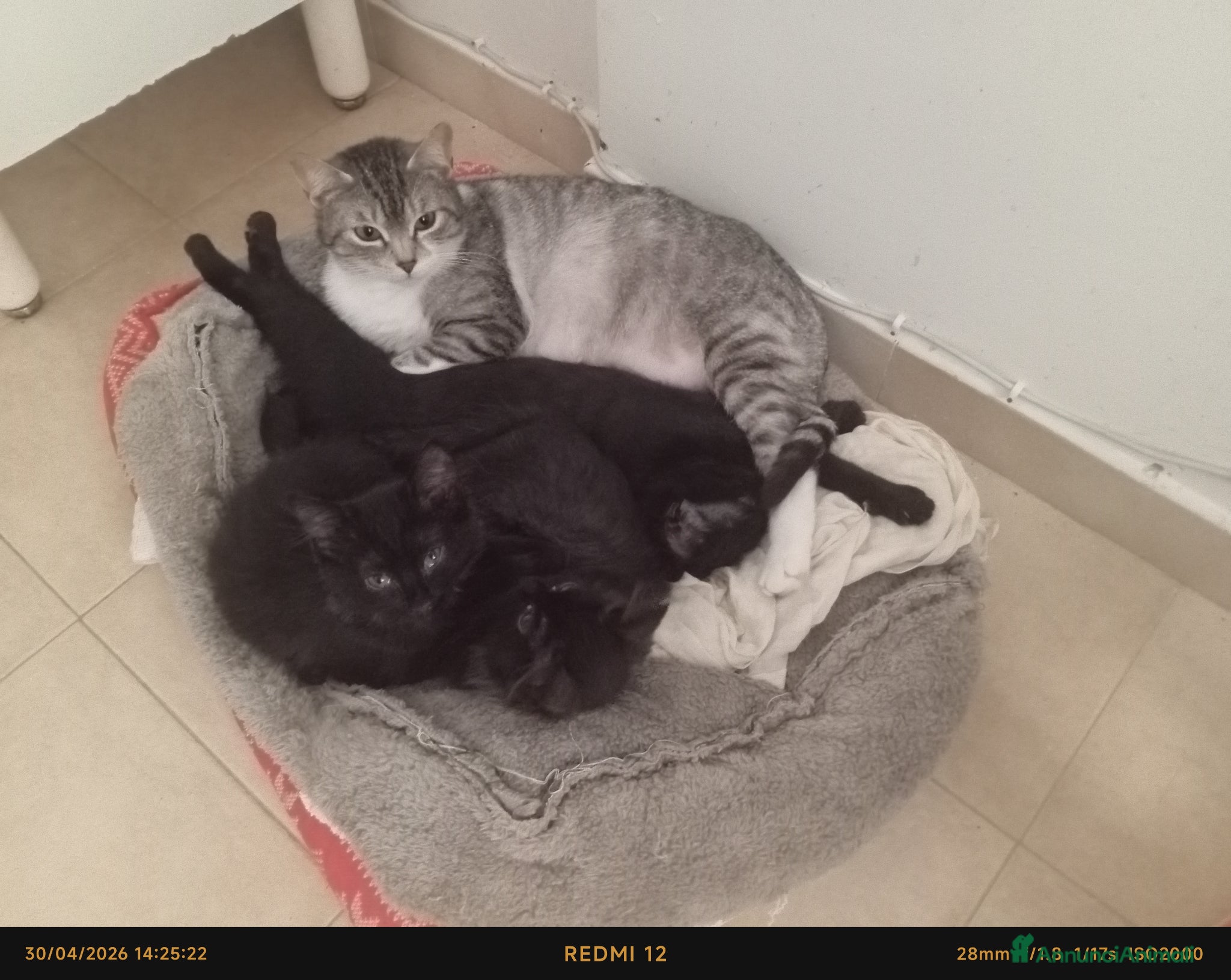 Meticcio gatti Regalo - Annuncio 2