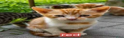 Meticcio gatti in regalo: Gattini - Annuncio 7