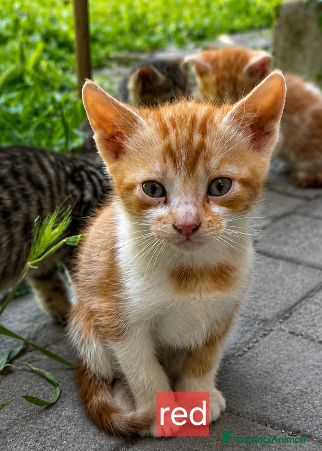 Meticcio gatti in regalo: Gattini - Annuncio 7