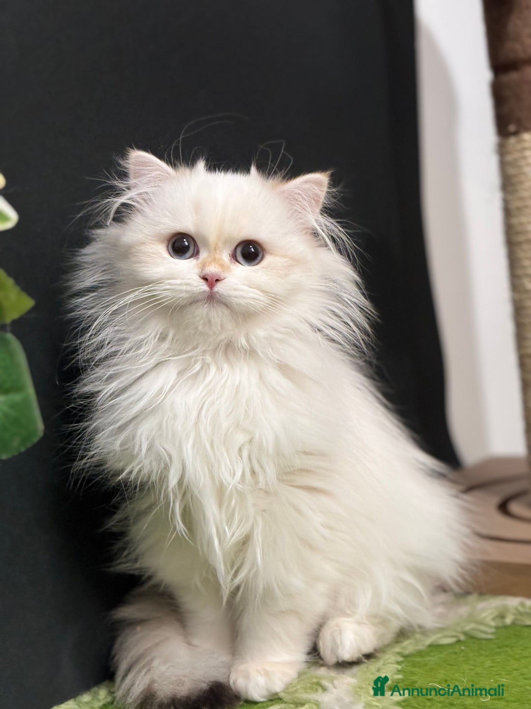 British gatti in vendita: Due cucciole british short e longhair  - Annuncio 4