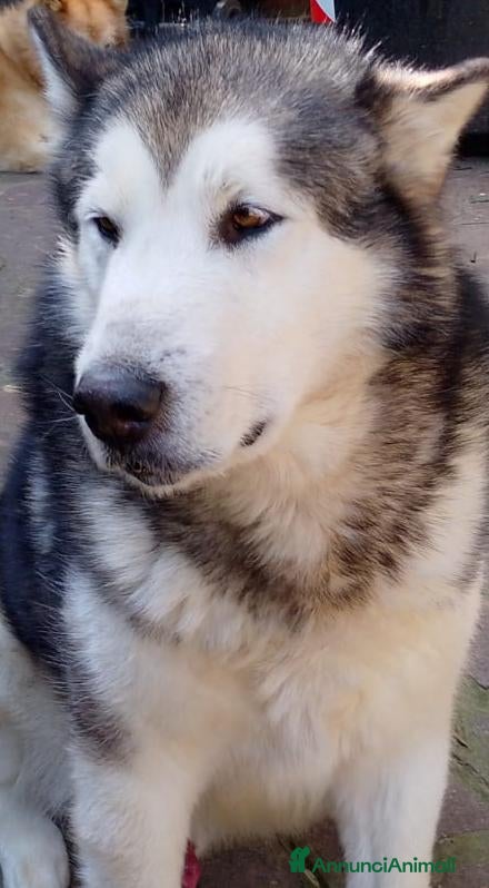 Alaskan Malamute cani Alaskan Malamute maschio per accoppiamento  a Provincia di Pistoia - Annuncio 1