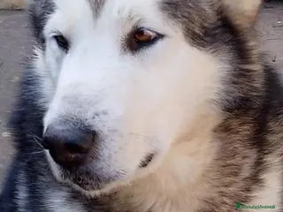 Alaskan Malamute cani Alaskan Malamute maschio per accoppiamento a Provincia di Pistoia - Annuncio 1