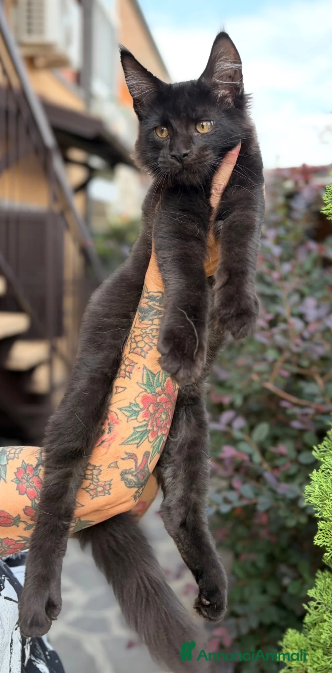 Maine Coon gatti in vendita: Cucciolo Maine coon maschio  - Annuncio 2