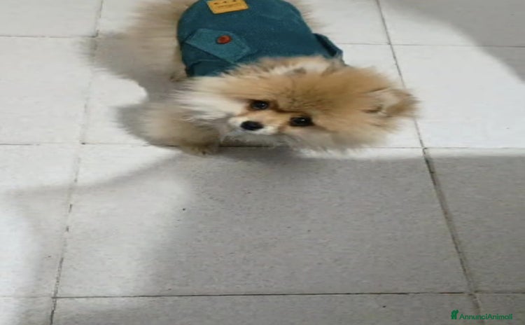 Spitz cani a Provincia di Taranto - Annuncio 4