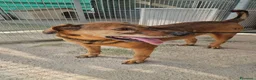 Meticcio cani in regalo: Brown: dolce e sensibile, cerca serenità  - Annuncio 10