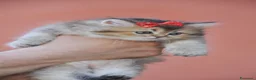 British gatti in vendita: British - Annuncio 4