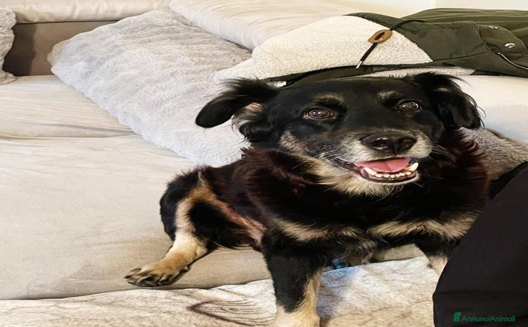 Meticcio cani a Provincia di Bergamo - Annuncio 14