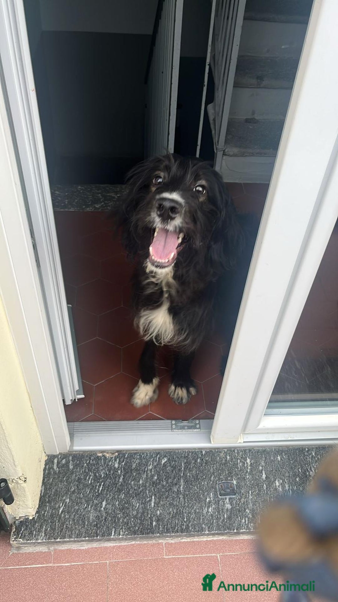 Setter Inglese cani in regalo: Drako - Annuncio 3