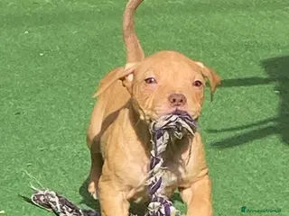 Pitbull cani Cuccioli dí American Pitbull UKC - Annuncio 5