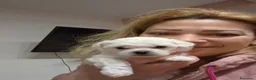 Maltese cani in vendita: Cucciolo Femmina toy e maschio mini  - Annuncio 2