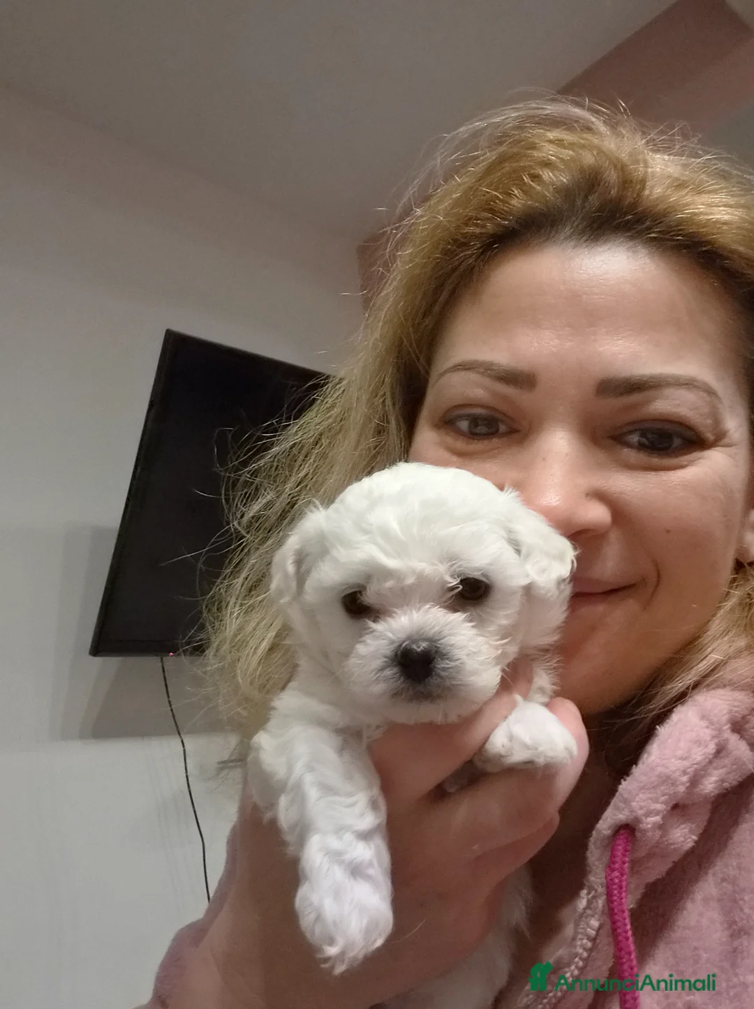 Maltese cani in vendita: Cucciolo Femmina toy e maschio mini  - Annuncio 2