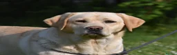 Labrador cani in vendita: Cuccioli labrador gialli - Annuncio 7