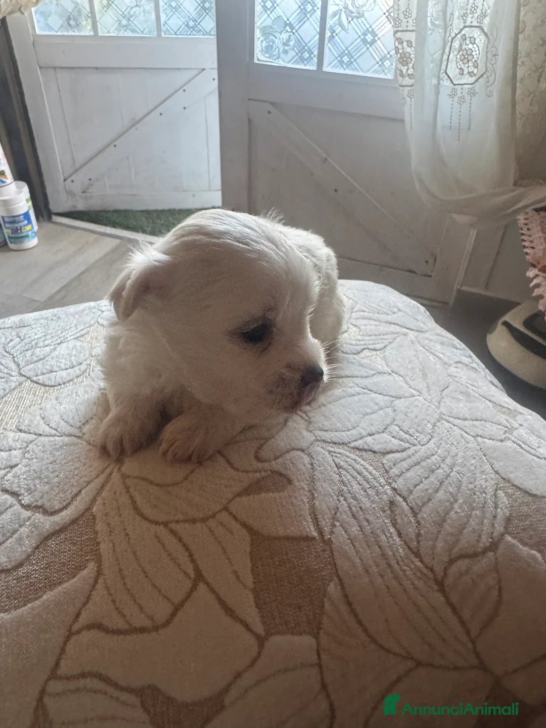 Maltese cani in vendita: Cucciole di maltese pura razza taglia piccola  a Provincia di Pisa - Annuncio 12