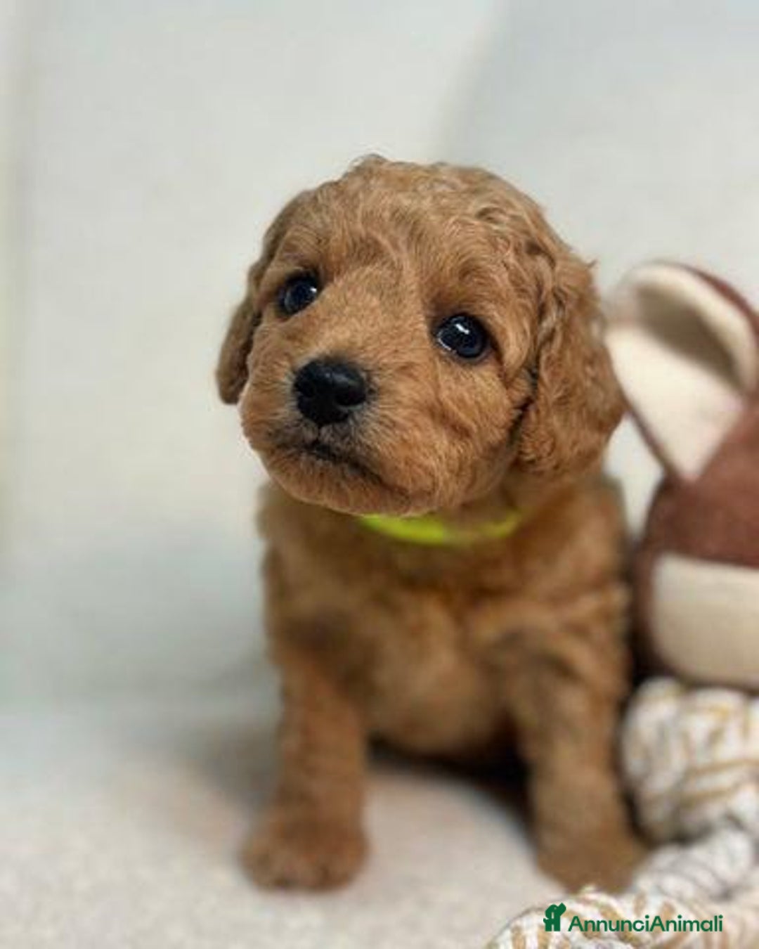 Meticcio cani in vendita: Cuccioli di Mini Goldendoodle F1BB - Annuncio 12
