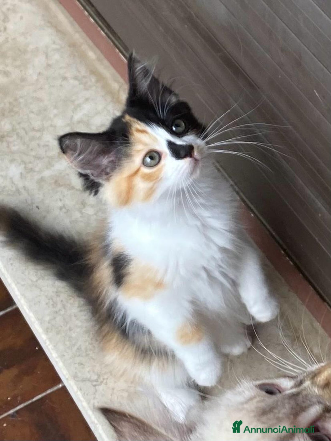 Siberiano gatti in vendita: Gatti cuccioli Siberiani ipoallergenici a Provincia di Forlì-Cesena - Immagine 8