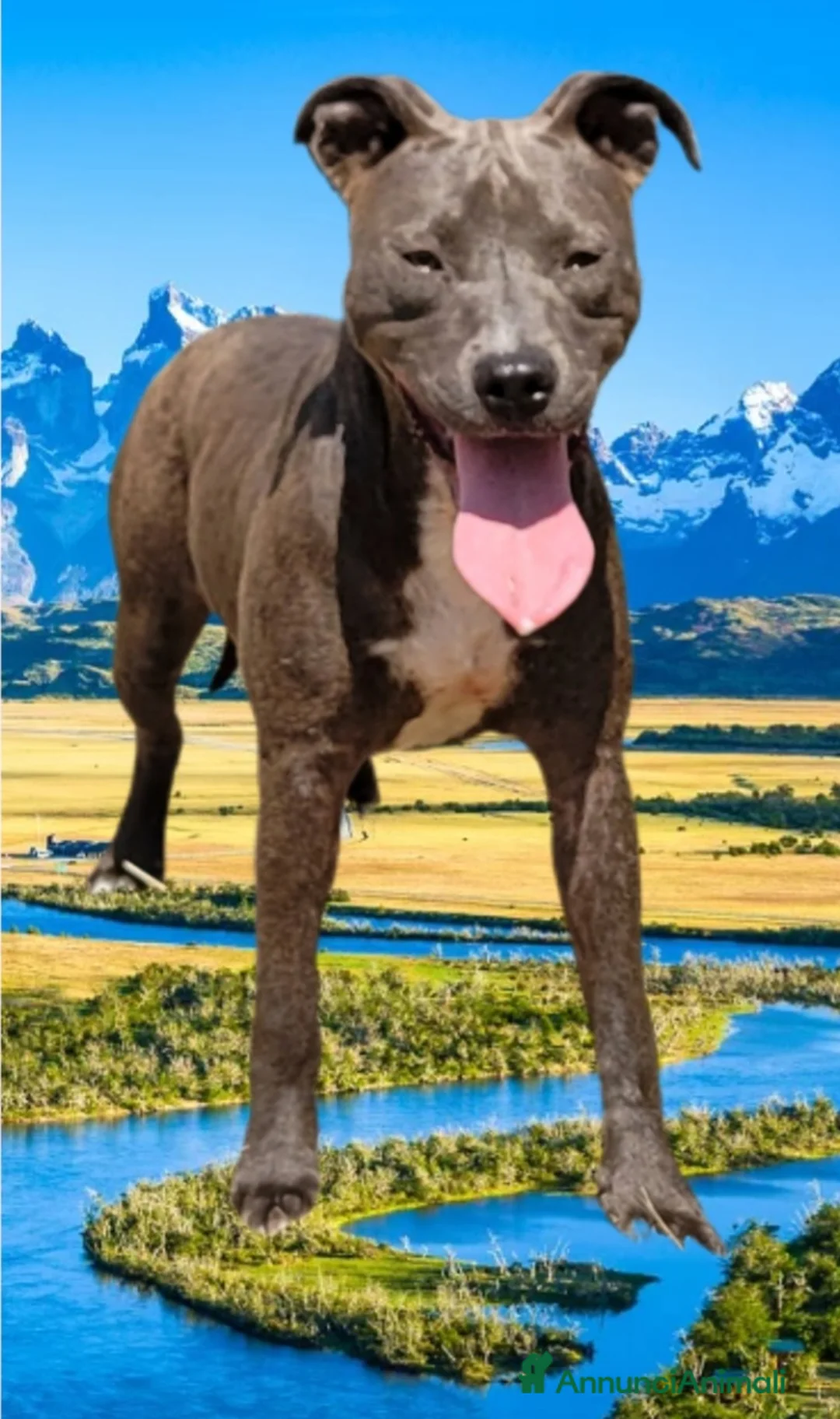 Pitbull cani in regalo: Pitbull ukc  - Annuncio 2