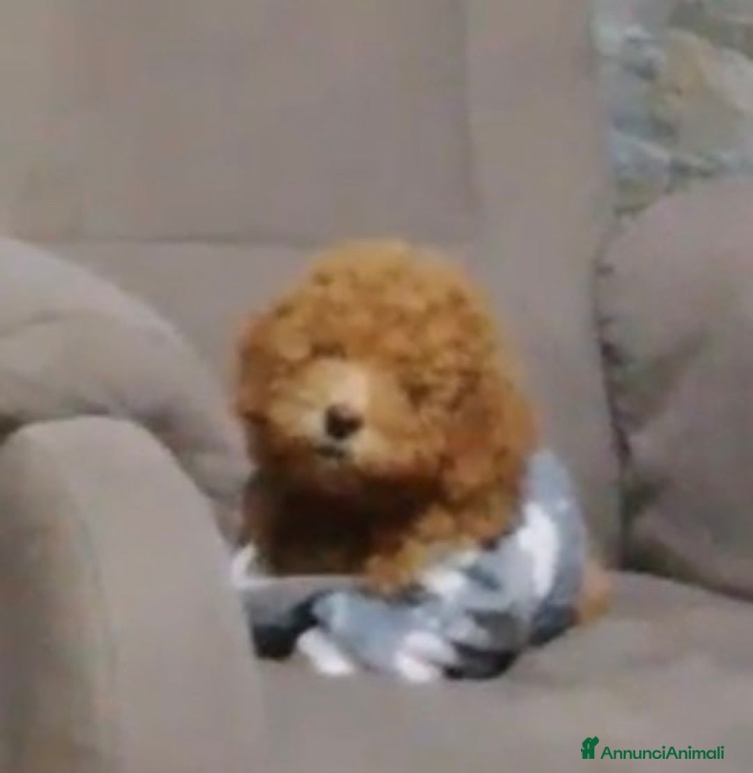 Barboncino cani in vendita: Barboncino nano  - Annuncio 3