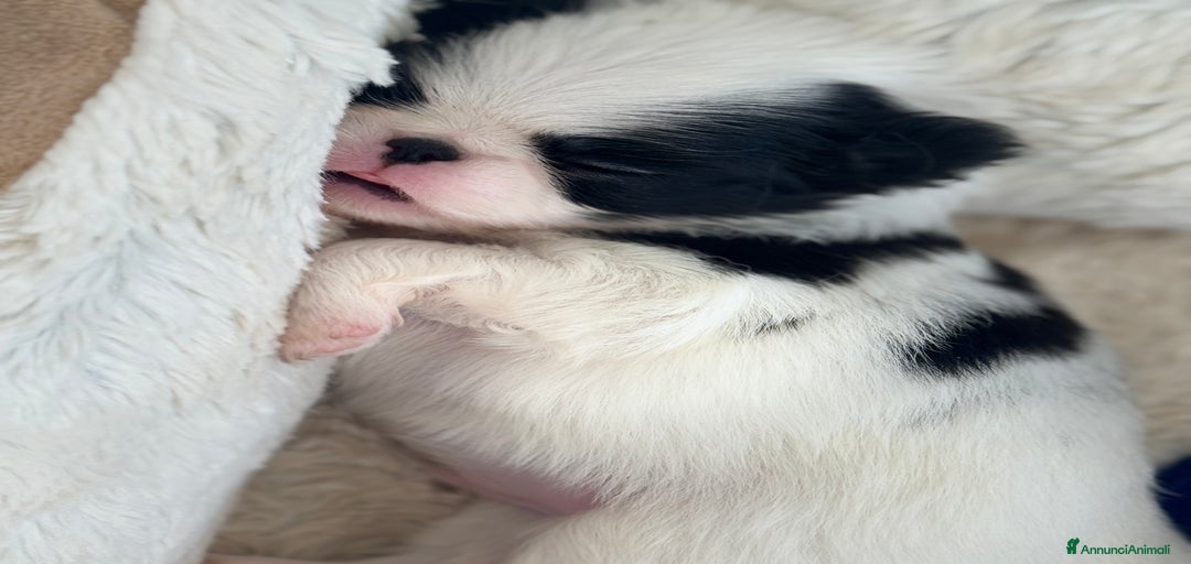 Immagine della galleria {{count}}