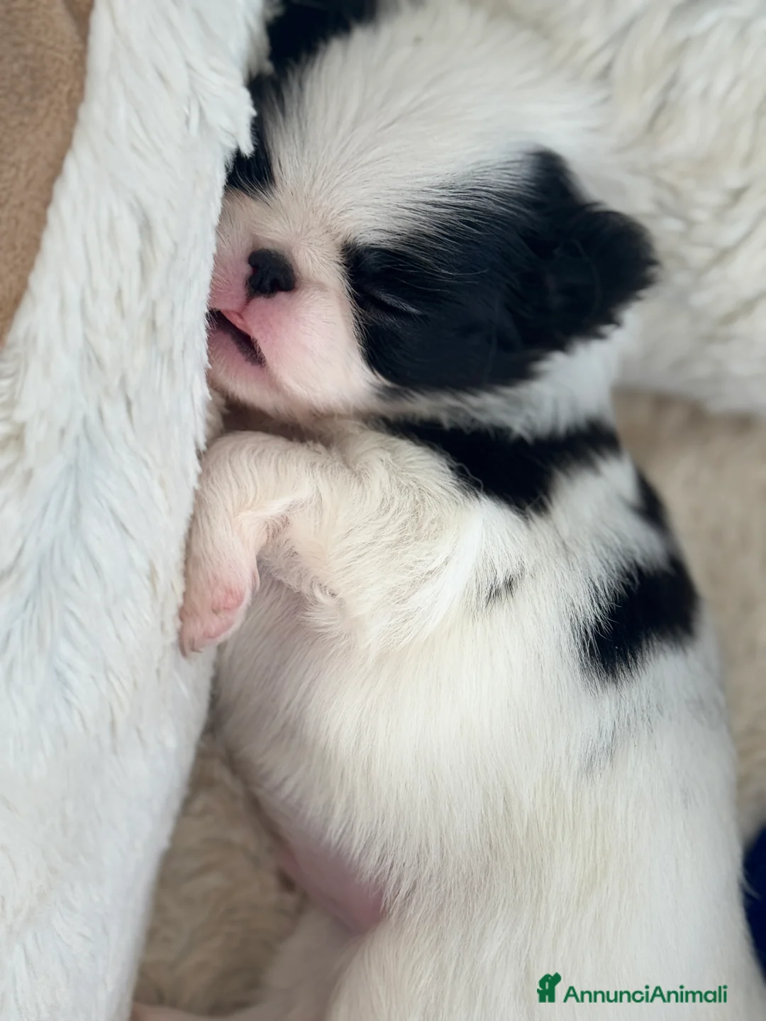 Immagine della galleria {{count}}