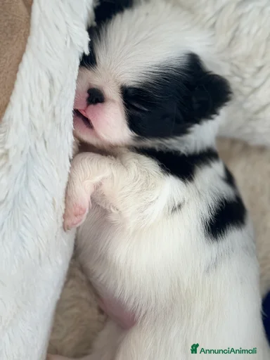 Immagine della galleria {{count}}