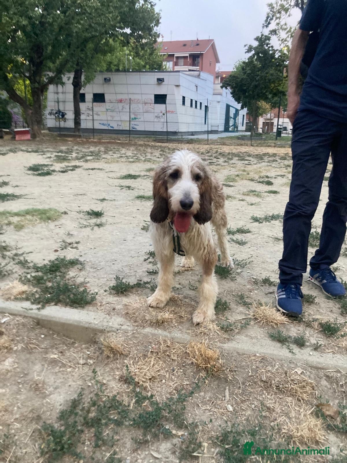 Meticcio cani Oscar  - Annuncio 6