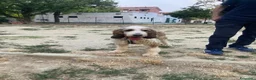 Meticcio cani in regalo: Oscar  a Provincia di Cuneo - Annuncio 1