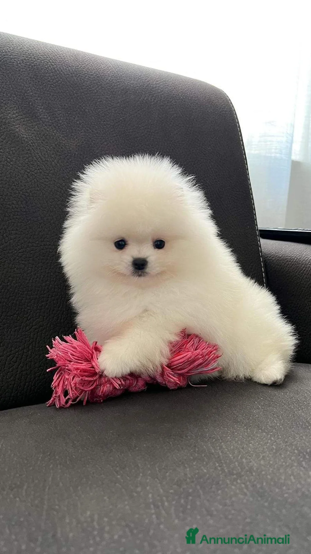 Spitz cani in vendita: Spitz tedesco NANO Pomerania  - Annuncio 15