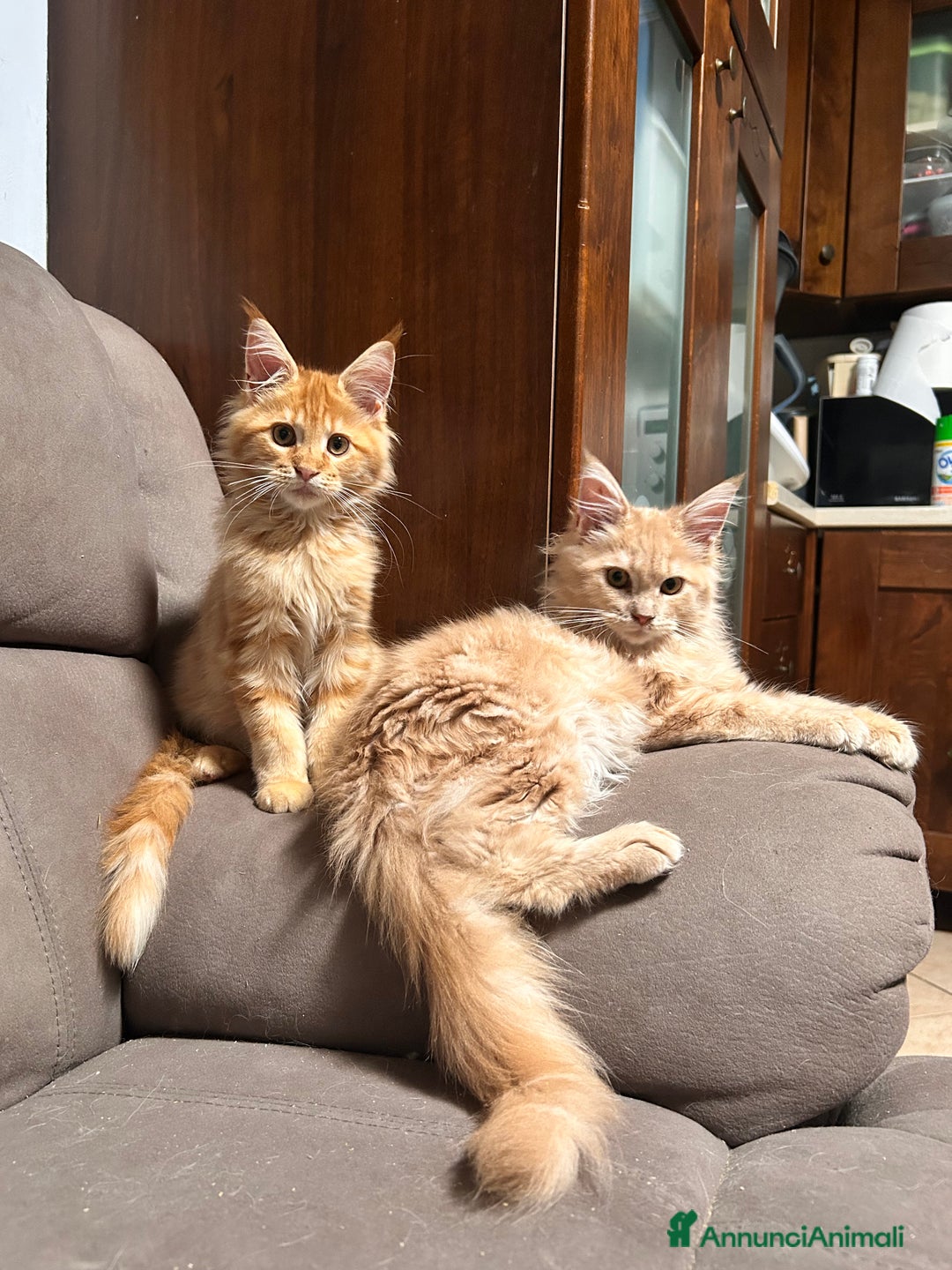 Maine Coon gatti in vendita: Cuccioli Maine Coon - Annuncio 4