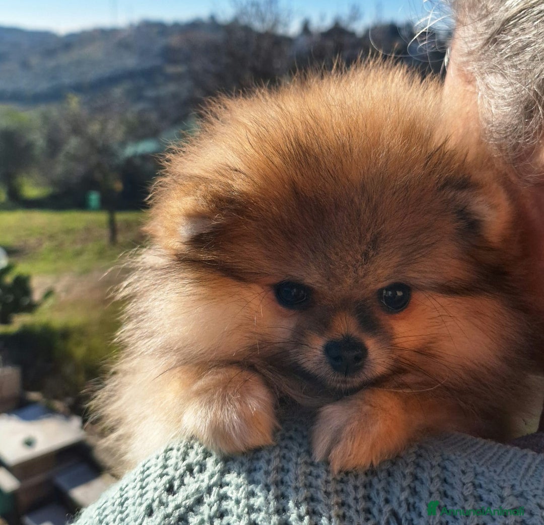 Volpino Pomerania cani in vendita: Spitz tedesco nano - Annuncio 19