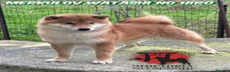 Shiba Inu cani in vendita: Cuccioli Shiba Inu con Pedigree - Annuncio 2