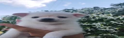 Chihuahua cani in vendita: Chihuahua maschietto  - Annuncio 5