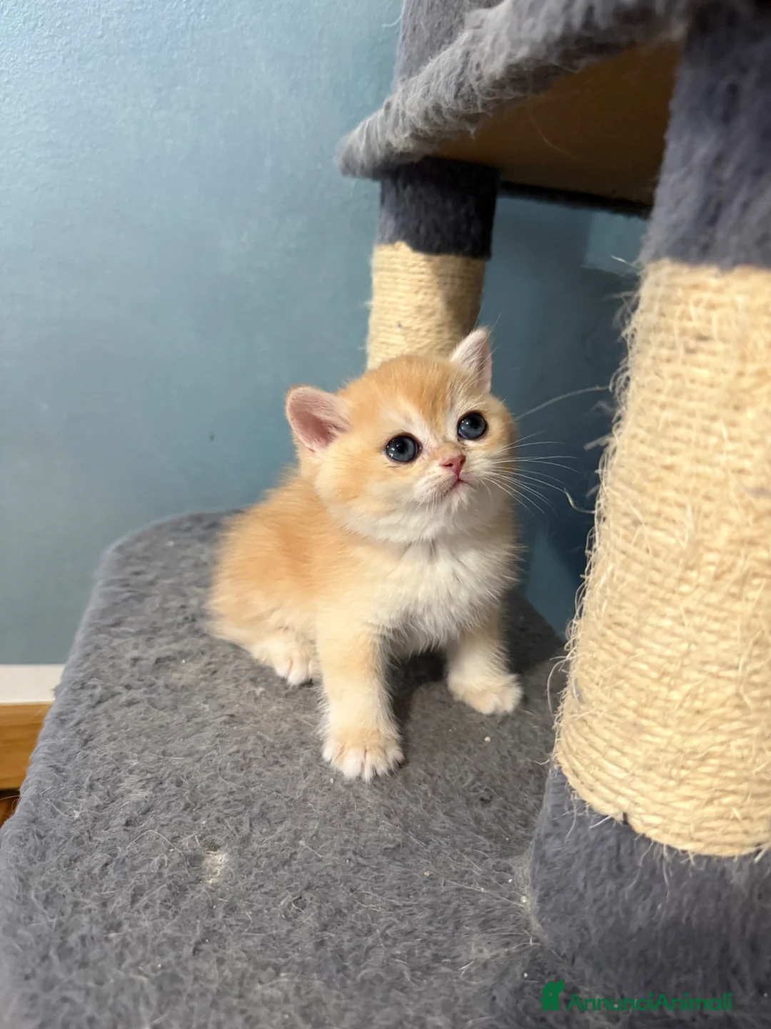 British gatti in vendita: British Golden  - Annuncio 2