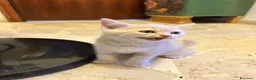 Scottish gatti in vendita: Cuccioli Scottish Straight - Annuncio 11