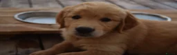Golden Retriever cani in vendita: Ultimi cuccioli disponibili - Annuncio 10