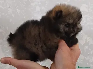 Volpino Pomerania cani Volpino Pomerania - Annuncio 3