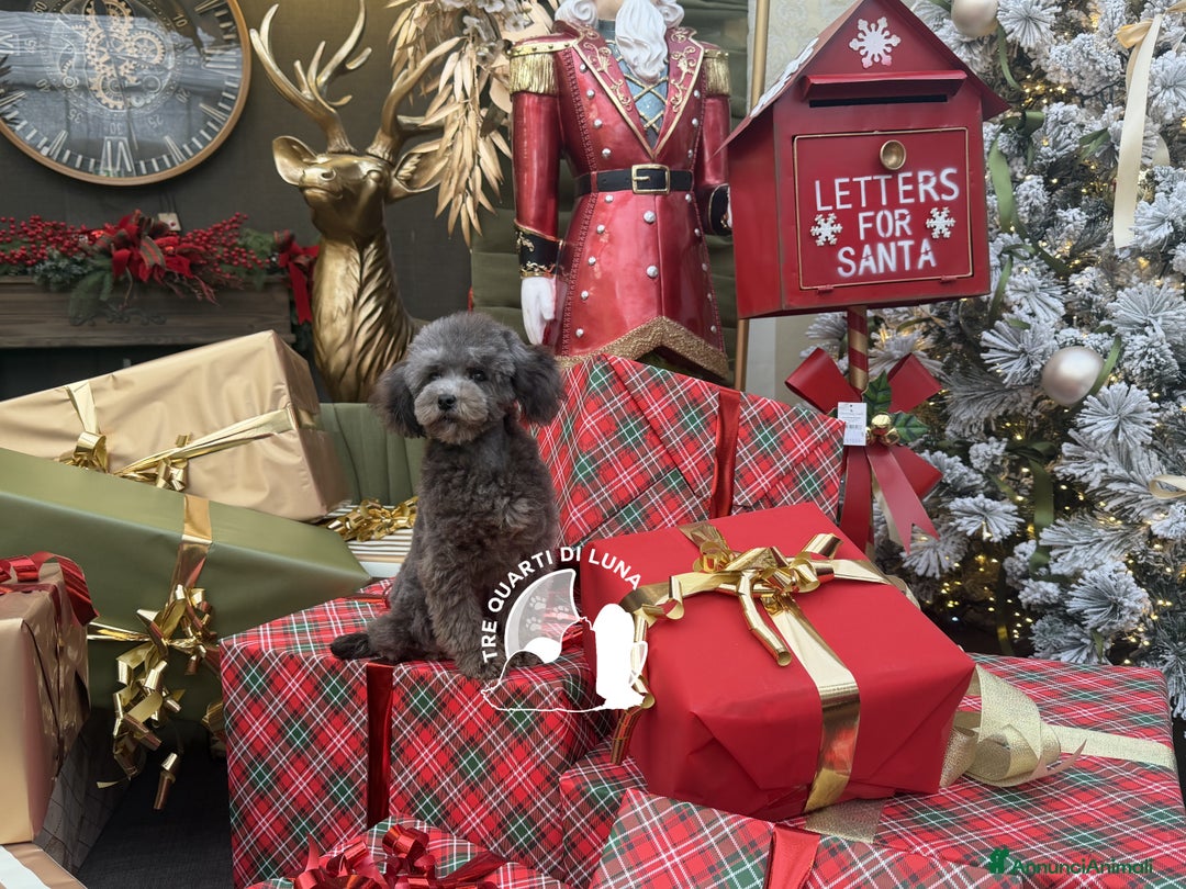 Barboncino Toy cani in vendita: Barboncino TREQUARTIDILUNA  - Annuncio 1