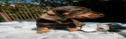 Bassotto cani in vendita: Cuccioli bassotto tedesco nano - Annuncio 2
