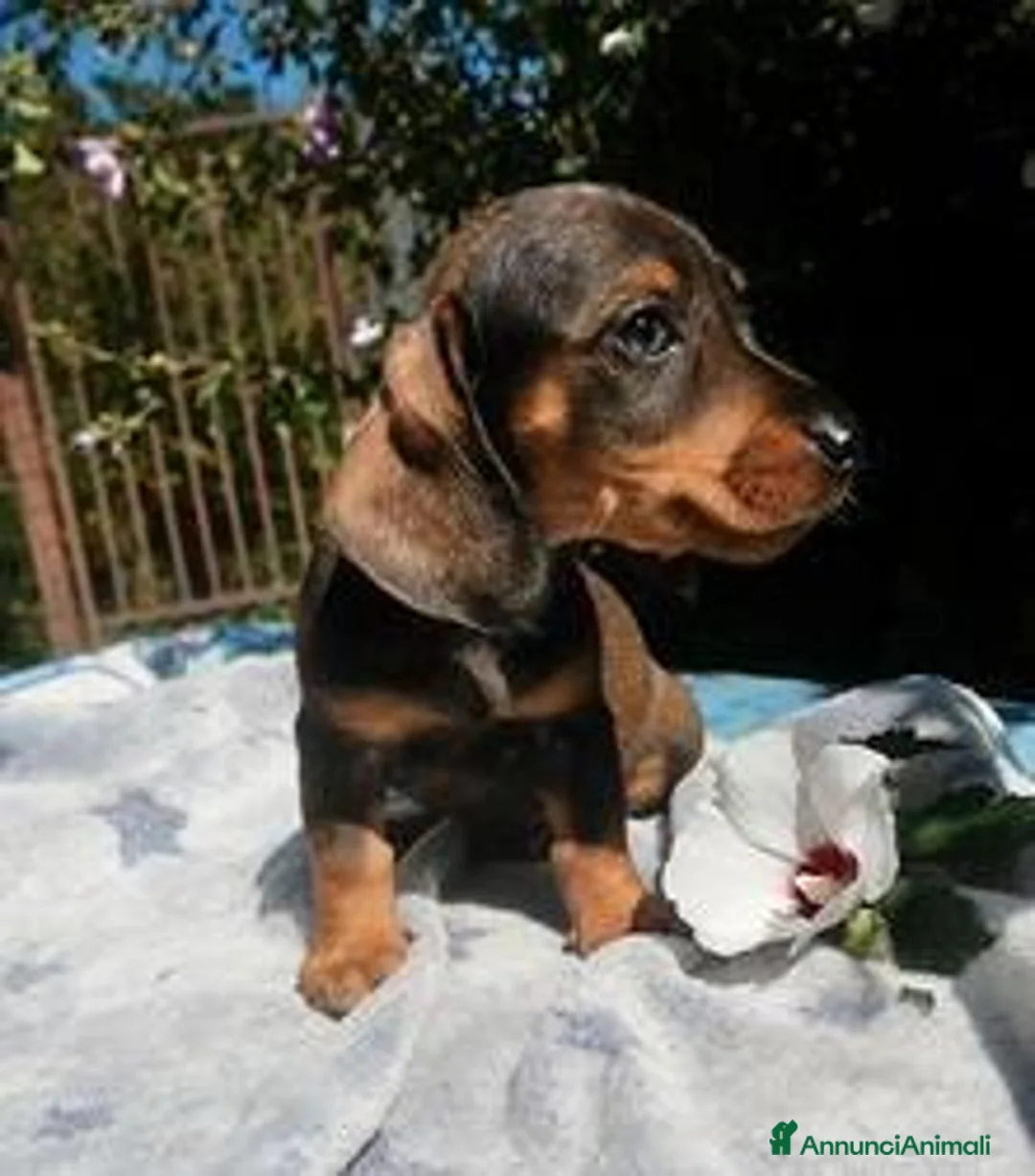 Bassotto cani in vendita: Cuccioli bassotto tedesco nano - Annuncio 2