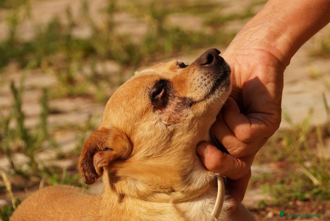 Altre razze gatti in regalo: Nocciola, derivato pinscher detto pierrot - Annuncio 11