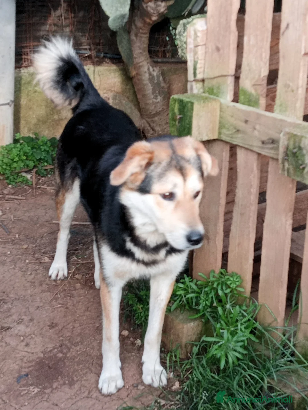 Meticcio cani in regalo: DOLCISSIMA LINA a Città metropolitana di Milano - Annuncio 2