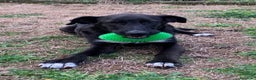 Meticcio cani in regalo: 11mesi,nero,tg media salito mesi fa a MILANO  a Città metropolitana di Milano - Annuncio 5
