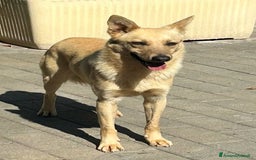 Affenpinscher cani in regalo: MANUEL DOLCE CAGNOLINO - Immagine 6