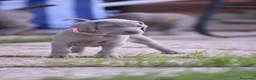 Weimaraner cani in vendita: Cuccioli Weimaraner - Maschio - Annuncio 3