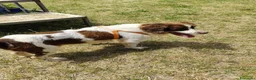 Breton cani in regalo: BACO breton di 3 anni  - Annuncio 8