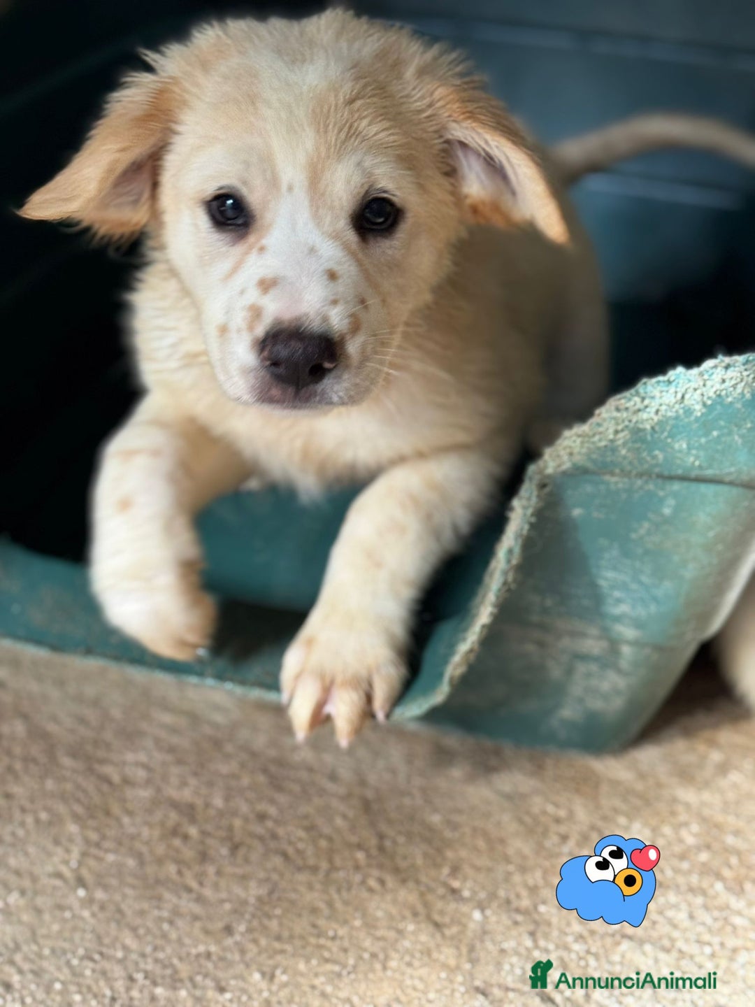 Meticcio cani in regalo: Achille cucciolo taglia grande - Annuncio 1