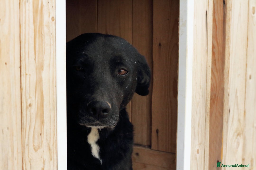 Meticcio cani in regalo: Gaspare - Annuncio 2