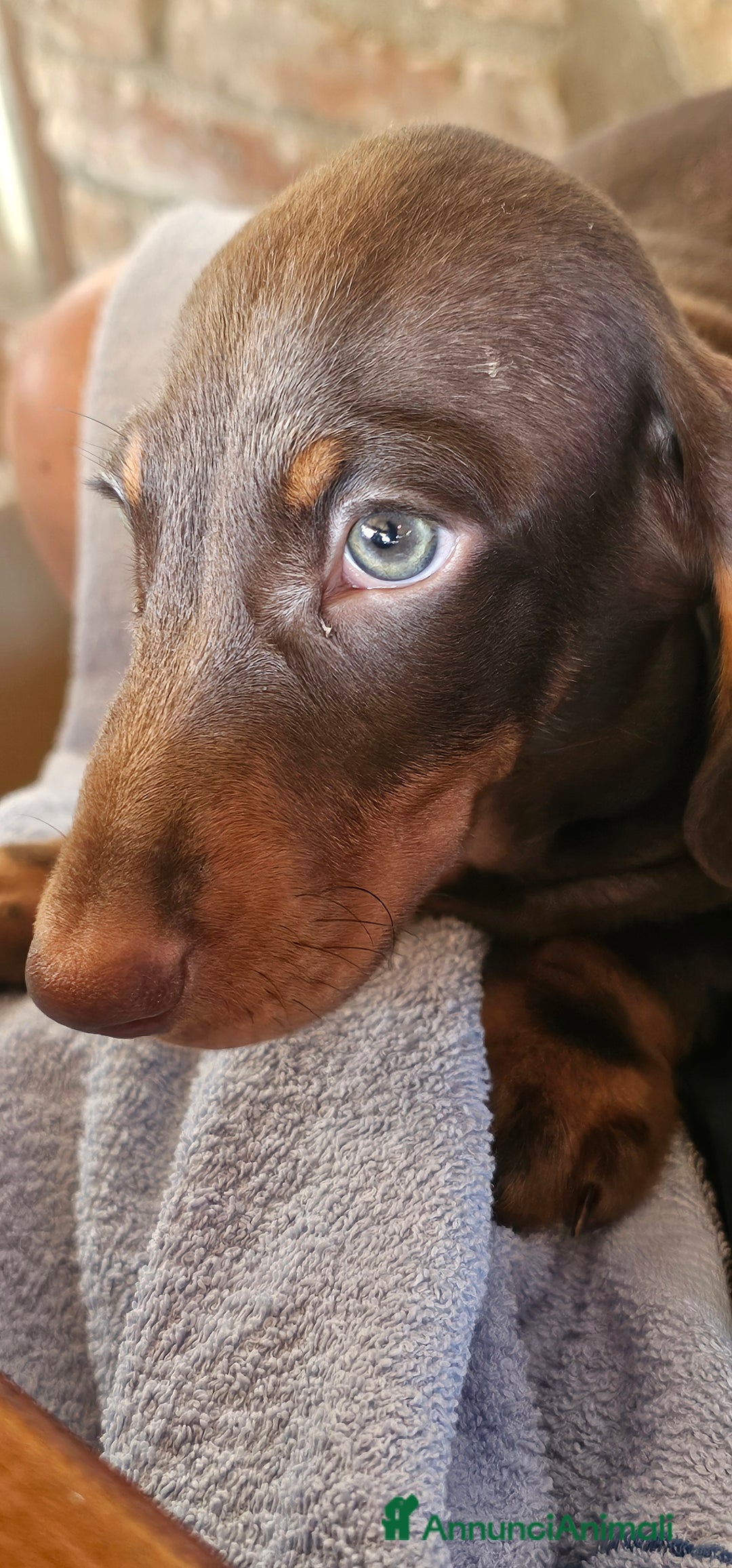 Bassotto cani in vendita: Bassotto maschio  kaninken 3 mesi e mezzo - Immagine 2