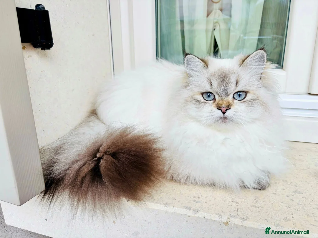 British gatti in vendita: British longhair Golden Point - Annuncio 2